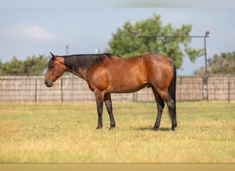 American Quarter Horse, Wałach, 13 lat, 152 cm, Gniadodereszowata