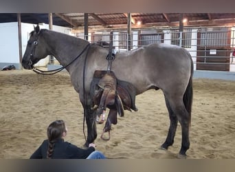 American Quarter Horse, Wałach, 13 lat, 152 cm, Grullo