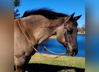 American Quarter Horse, Wałach, 13 lat, 152 cm, Grullo