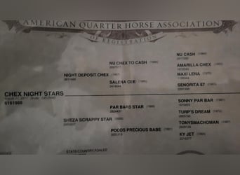 American Quarter Horse, Wałach, 13 lat, 152 cm, Grullo