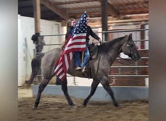 American Quarter Horse, Wałach, 13 lat, 152 cm, Grullo