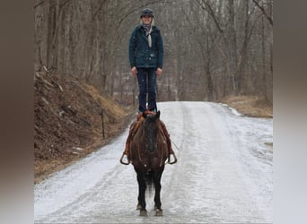 American Quarter Horse, Wałach, 13 lat, 152 cm, Grullo