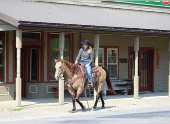 American Quarter Horse, Wałach, 13 lat, 152 cm, Jelenia