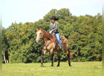 American Quarter Horse, Wałach, 13 lat, 152 cm, Jelenia
