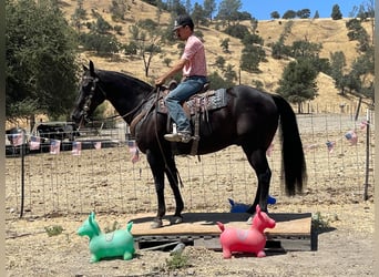 American Quarter Horse, Wałach, 13 lat, 152 cm, Kara