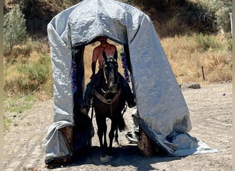 American Quarter Horse, Wałach, 13 lat, 152 cm, Kara