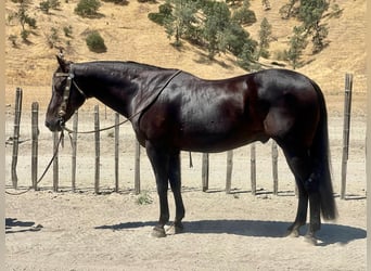 American Quarter Horse, Wałach, 13 lat, 152 cm, Kara