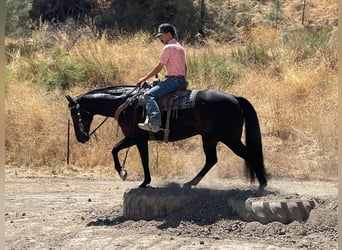 American Quarter Horse, Wałach, 13 lat, 152 cm, Kara