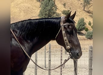 American Quarter Horse, Wałach, 13 lat, 152 cm, Kara