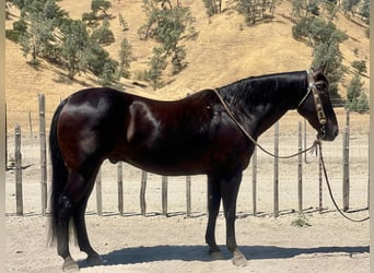 American Quarter Horse, Wałach, 13 lat, 152 cm, Kara