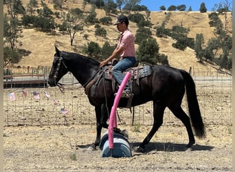 American Quarter Horse, Wałach, 13 lat, 152 cm, Kara