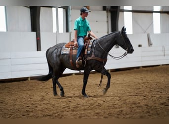 American Quarter Horse, Wałach, 13 lat, 152 cm, Karodereszowata