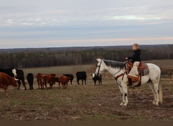 American Quarter Horse, Wałach, 13 lat, 152 cm, Siwa