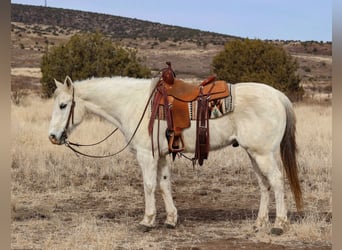 American Quarter Horse, Wałach, 13 lat, 152 cm, Siwa