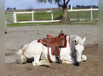 American Quarter Horse, Wałach, 13 lat, 152 cm, Siwa