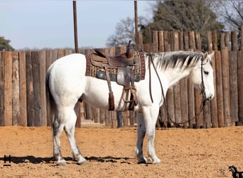 American Quarter Horse, Wałach, 13 lat, 152 cm, Stalowosiwy
