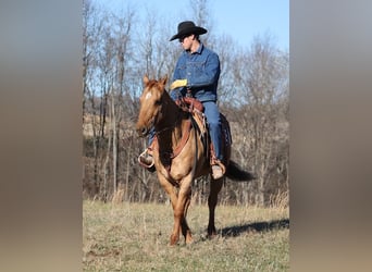 American Quarter Horse, Wałach, 13 lat, 155 cm, Bułana