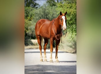 American Quarter Horse, Wałach, 13 lat, 155 cm, Ciemnokasztanowata