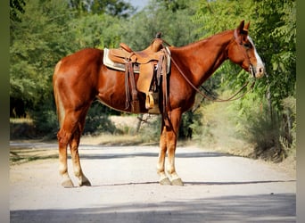 American Quarter Horse, Wałach, 13 lat, 155 cm, Ciemnokasztanowata