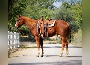 American Quarter Horse, Wałach, 13 lat, 155 cm, Ciemnokasztanowata