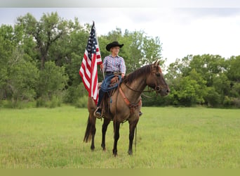 American Quarter Horse, Wałach, 13 lat, 155 cm, Grullo