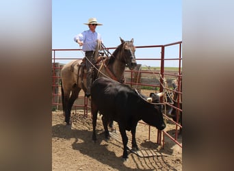 American Quarter Horse, Wałach, 13 lat, 155 cm, Grullo