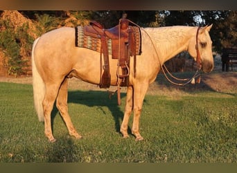 American Quarter Horse, Wałach, 13 lat, 155 cm, Izabelowata