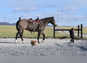 American Quarter Horse, Wałach, 13 lat, 155 cm, Jelenia