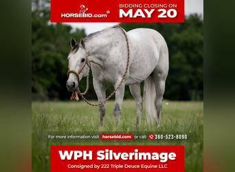 American Quarter Horse, Wałach, 13 lat, 155 cm, Siwa