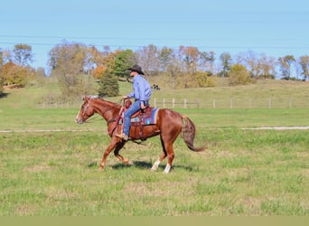 American Quarter Horse, Wałach, 13 lat, 157 cm, Ciemnokasztanowata