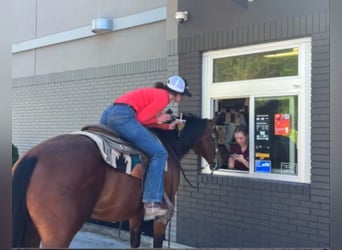 American Quarter Horse, Wałach, 13 lat, 157 cm, Gniada