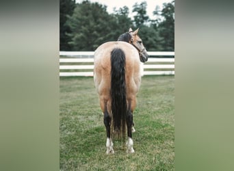 American Quarter Horse Mix, Wałach, 13 lat, 157 cm, Jelenia