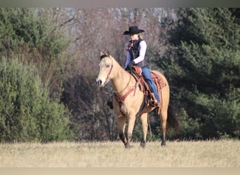 American Quarter Horse, Wałach, 13 lat, 157 cm, Jelenia