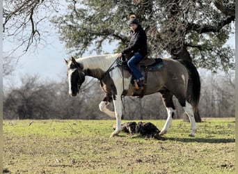 American Quarter Horse, Wałach, 13 lat, 157 cm, Tobiano wszelkich maści
