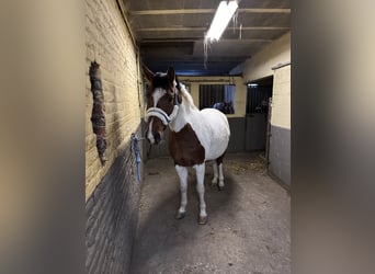 American Quarter Horse, Wałach, 13 lat, 165 cm, Srokata