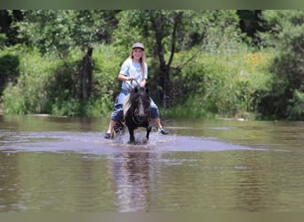 American Quarter Horse, Wałach, 13 lat, 91 cm, Tobiano wszelkich maści