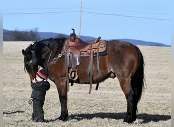American Quarter Horse, Wałach, 13 lat, Gniadodereszowata