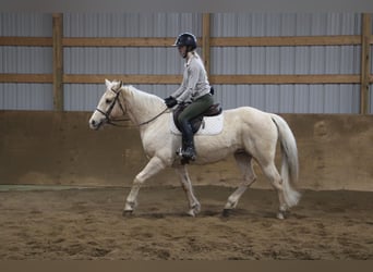 American Quarter Horse, Wałach, 13 lat, Izabelowata