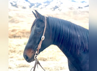 American Quarter Horse, Wałach, 13 lat, Tobiano wszelkich maści