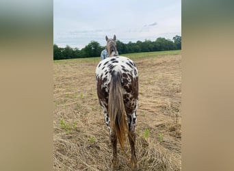 American Quarter Horse, Wałach, 14 lat, 140 cm, Ciemnokasztanowata