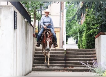 American Quarter Horse, Wałach, 14 lat, 145 cm, Ciemnokasztanowata