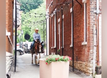 American Quarter Horse, Wałach, 14 lat, 145 cm, Ciemnokasztanowata