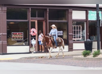 American Quarter Horse, Wałach, 14 lat, 145 cm, Ciemnokasztanowata