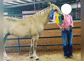 American Quarter Horse, Wałach, 14 lat, 147 cm, Izabelowata