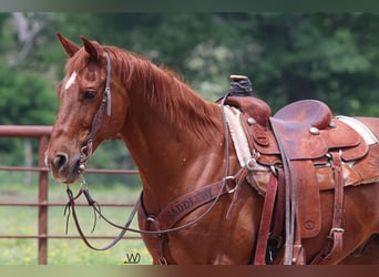American Quarter Horse, Wałach, 14 lat, 150 cm, Cisawa