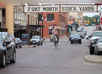 American Quarter Horse, Wałach, 14 lat, 150 cm, Siwa jabłkowita