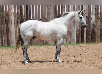 American Quarter Horse, Wałach, 14 lat, 150 cm, Siwa jabłkowita