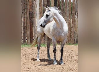 American Quarter Horse, Wałach, 14 lat, 150 cm, Siwa jabłkowita