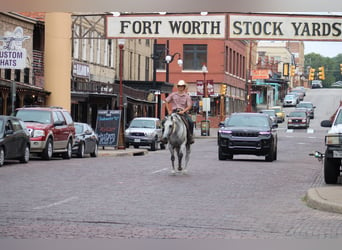 American Quarter Horse, Wałach, 14 lat, 150 cm, Siwa jabłkowita