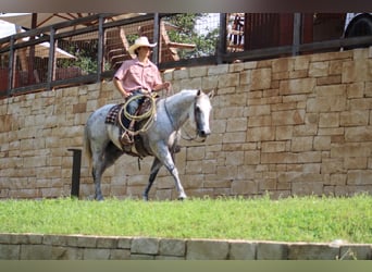 American Quarter Horse, Wałach, 14 lat, 150 cm, Siwa jabłkowita